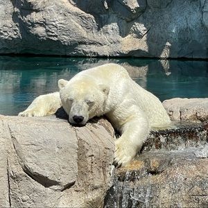 Meet your Posher, Rhiannon